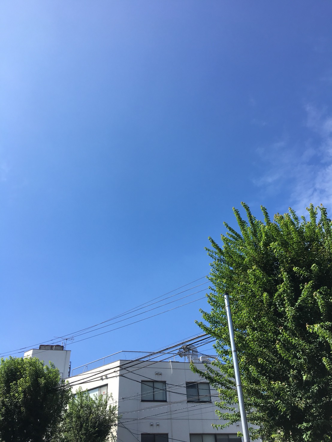 おおっ!!久しぶりの秋晴れです!
