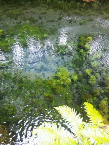 熊本県阿蘇にある白川水源です☆